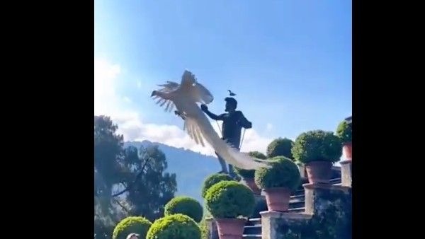 Viral Video:శ్వేతవర్ణ మయూరం.. తన్మయత్వానికి గురిచేసిన నెమలి, మీరు చూడండి..