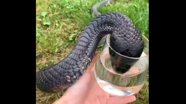 viral video:వామ్మో.. చేతిలో గ్లాసు, నీరు తాగుతున్న కోబ్రా, వైరల్