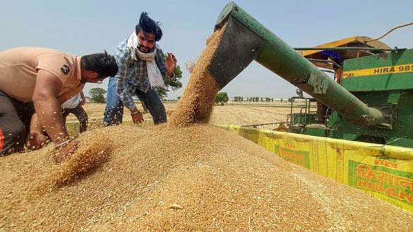 ప్రపంచ మార్కెట్లను కుదిపేస్తున్న భారత్ గోధుమ ఎగుమతులపై నిషేధం: పునరాలోచించాలన్న జీ-7దేశాలు!!