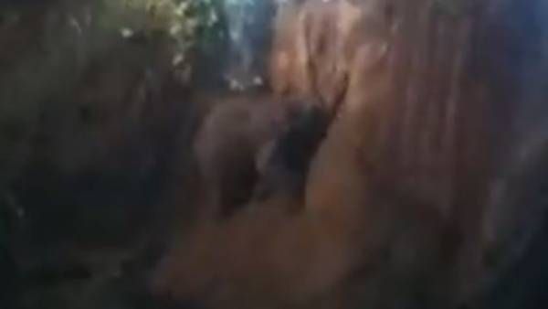 viral video:4 గంటలు.. కాలువలో పడిన గజరాజు, కాపాడిన సిబ్బంది