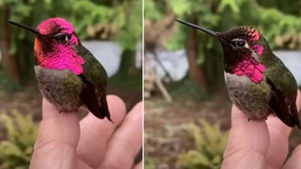వావ్.. రంగులు మార్చిన హమ్మింగ్ బర్డ్.. నిమిషంలోనే ఇలా..
