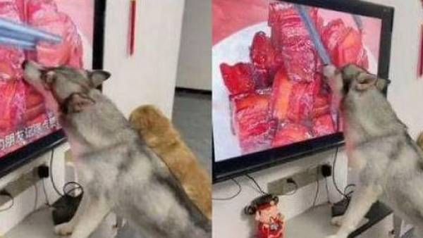 Viral Video:తప్పులో కాలేసిన శునకం.. టీవీ తెరపై మాంసం ముక్క.. తినేందుకు యత్నించి..