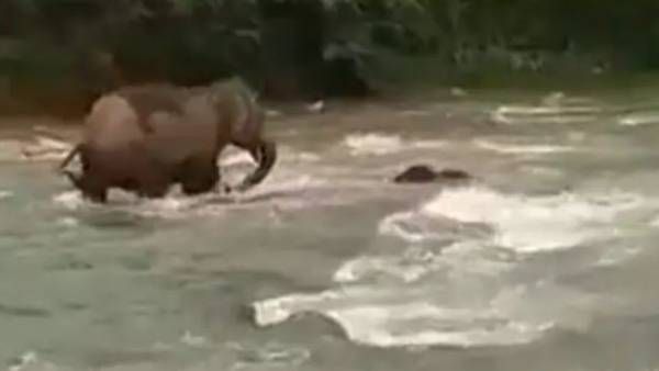 viral video:తల్లి ప్రేమ కన్నా మిన్న ఏదీ.. కొట్టుకుపోతున్న పిల్ల ఏనుగును కాపాడిన తల్లి.. వైరల్