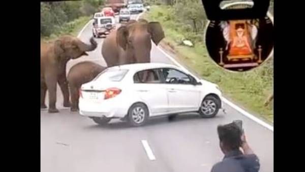 Viral video:ఏందిరా అయ్యా అది.. ఏనుగులతోనే అలా.. ప్రతాపం చూపిందిగా..