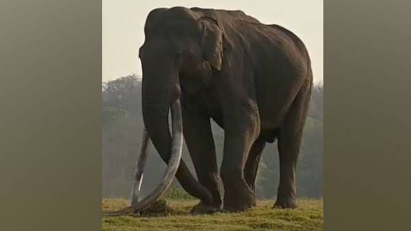 ఆసియాలో పెద్ద దంతాలు గల ఏనుగు: కబినీ కన్నుమూత
