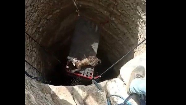 viral video:బావిలో చిరుత.. పురాతన టెక్నిక్‌తో తీసి.. వీడియో వైరల్