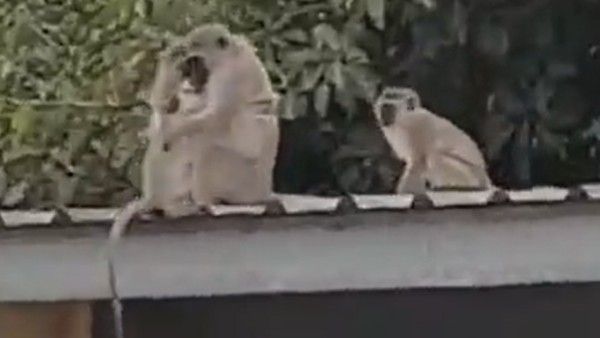 Viral Video:చివరికీ తల్లి చెంతకు చేరిన కోతి.. హగ్ చేసుకున్న మామ్.. భావొద్వేగం..