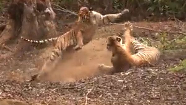 viral video:వావ్.. ఫారెస్ట్ రిజర్వ్‌లో పులుల ఘర్షణ, ముచ్చటగా గొడవ.. వైరల్