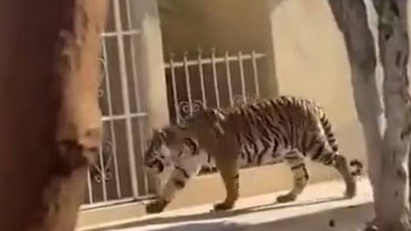 viral video:వీధుల్లో పెద్ద పులి, గుండె గుబేల్.. అరుపులు, పెడబొబ్బులు.. ఎక్కడ అంటే..?