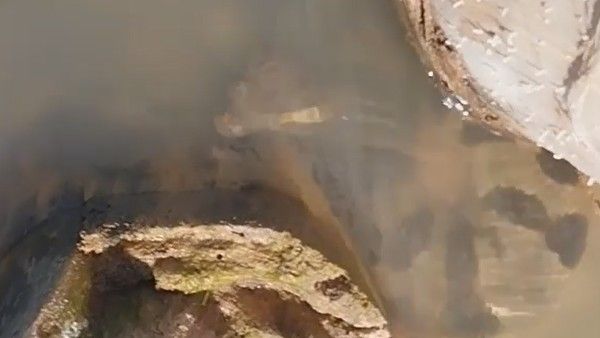 viral video:ఓరయ్యా ఏందిదీ, అనకొండతో ఎకసెకలా, పంచ్ ఇవ్వడంతో..