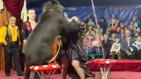 Viral Vide: నాతోనే ఆటలా.. ట్రైనర్ పై ఎలుగుబంటి దాడి.. వైరల్ అవుతున్న వీడియో..