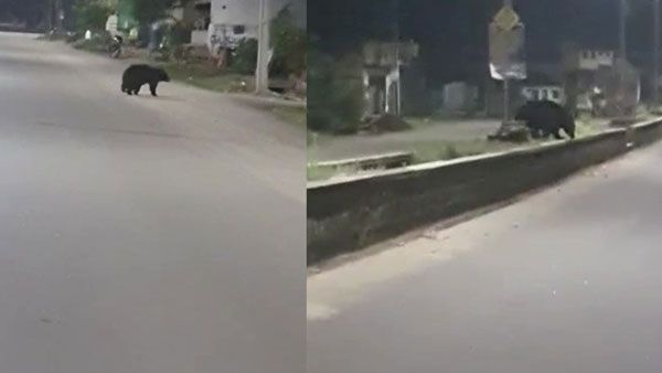 Viral Video: పాలకుర్తిలో ఎలుగుబంటి హల్ చల్.. వైరల్ అయిన వీడియో..