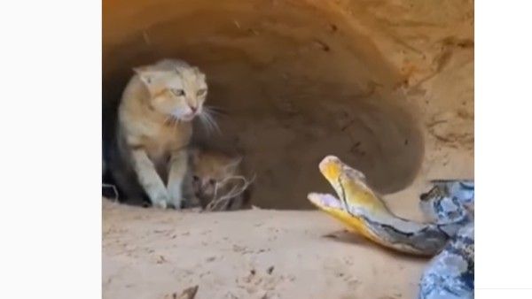 viral video:కొండచిలువను ఎదురొడ్డి.. ధీరత్వం చూపిన మార్జాలం