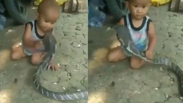 Viral Video: కింగ్ కోబ్రాతో చిన్నోడి ఆటలు.. చూస్తే షాక్ అవ్వాల్సిందే..