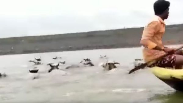 video:ఆవులను కాపాడిన మత్స్యకారులు భేష్, లోకేశ్ అభినందనలు