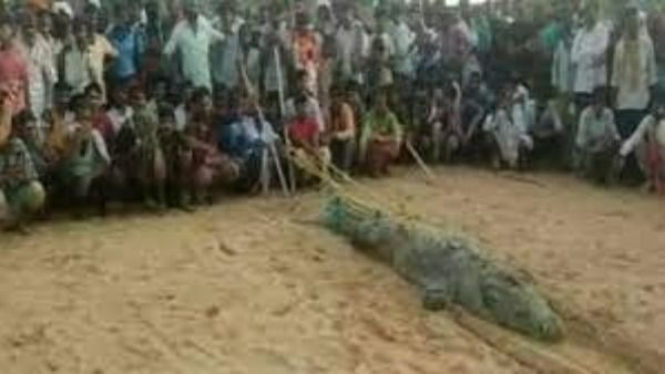 బాలుడిని మింగేసిన మొసలి; గ్రామస్తులు ఏం చేశారంటే.. షాకింగ్ వీడియో!!