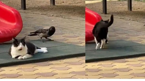 viral video: ముందు పిల్లి, వెనక కాకి.. నవ్వులు పూయిస్తున్న వీడియో..