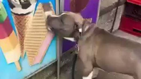 పోస్టర్‌పై ఐస్‌క్రీమ్‌ను నిజమని నమ్మిన కుక్క చేసినపని వీడియో వైరల్; కుక్కపై నెటిజన్ల జాలి!!