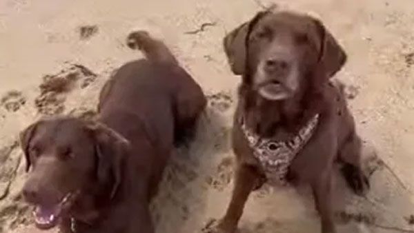 viral video:వావ్ పెట్స్, ఇసుక గూడు తయారీ, అందంగా ముస్తాబు, ప్రశంసలు