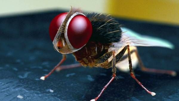 ఆ గ్రామంపై ఈగలదాడి.. ఈగ సినిమా సీన్ రిపీట్; ఈగల దండయాత్ర వెనుక పెద్దకథే!!