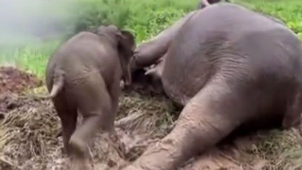 ఇదికదా అమ్మప్రేమ: గుంతలో పడిన ఏనుగుపిల్ల కోసం మూర్ఛపోయిన తల్లి ఏనుగు, వీడియో వైరల్