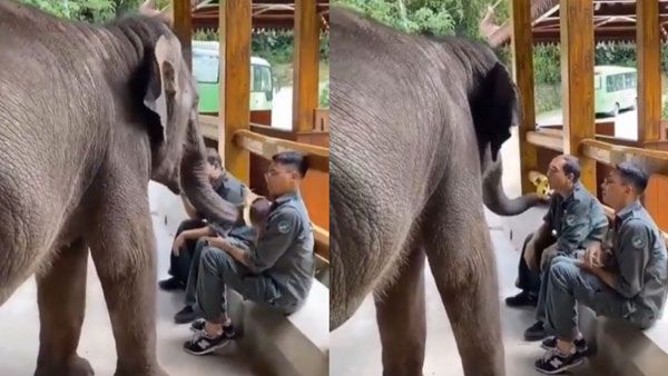 Viral Video: నాకే ఇవ్వకుండా తింటారా.. ఏనుగు పిల్ల ఏం చేసిందంటే..