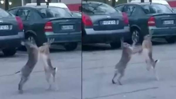 viral video:స్ట్రీట్ ఫైట్.. రెండు కుందేళ్లు, పైకి లేచి మరీ గొడవ, ఆ తర్వాత