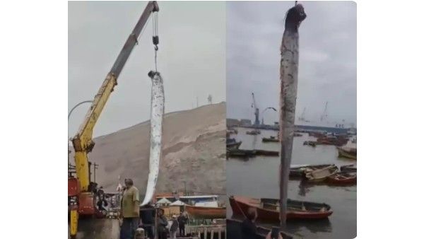 Viral Video: రాక్షస చేపను చూశారా.. లేకుంటే ఈ వీడియోలో చూడండి..