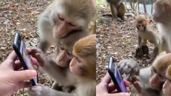 Viral Video: ఫోన్లు మీరే కాదు మేము కూడా చూస్తాం.. వైరల్ అవుతున్న కోతుల వీడియో..