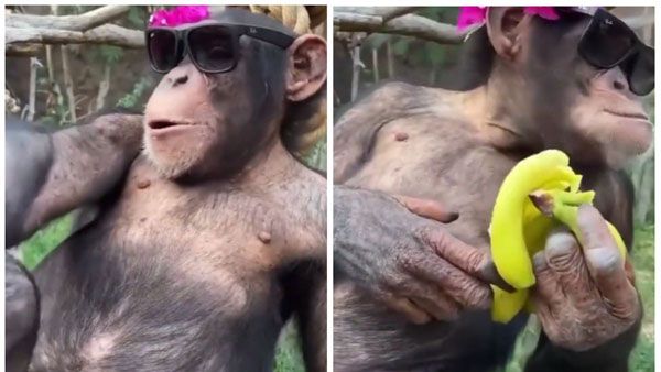 Viral Video: ఈ కోతి పనే బాగుంది.. అరటి పండు తింటూ.. వైరల్ అయిన వీడియో..