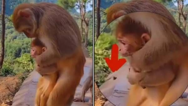 Viral Video: బిడ్డ కోసం తల్లడిల్లిన కోతి.. మనిషిలాగే చికిత్స చేసిన వానరం..వీడియో వైరల్..