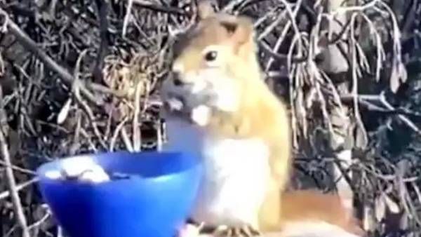 viral video:కళ్లు తాగిన కోతిలా ఉడుత.. కానీ లిక్కర్ కాదు, ఏం చేసిందంటే..