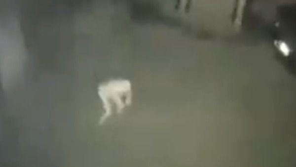 Fact Check: కెమెరాలో చిక్కిన గ్రహంతరవాసి.. వైరల్ అయిన వీడియో..