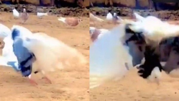 Viral Video: బ్యాక్‌ఫ్లిప్‌లతో హల్ చల్ చేస్తున్న పావురం.. వైరలైన వీడియో..