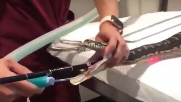 Viral Video: ఆకలితో టవల్ మింగేసిన కొండచిలువ.. వీడియో వైరల్..