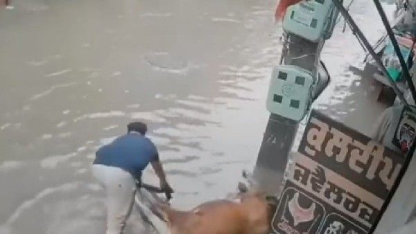 Viral Video: ప్రాణాలకు తెగించి ఆవును కాపాడిని వ్యక్తి.. వైరల్ అయిన వీడియో..