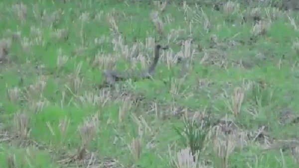 Snakes: చందుర్తిలో పాముల సయ్యాట.. వైరల్ అయిన వీడియో..