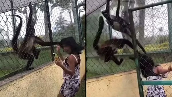 Viral Video: జూకు వెళ్తున్నారా అయితే.. ఈ వీడియో చూడాల్సిందే..