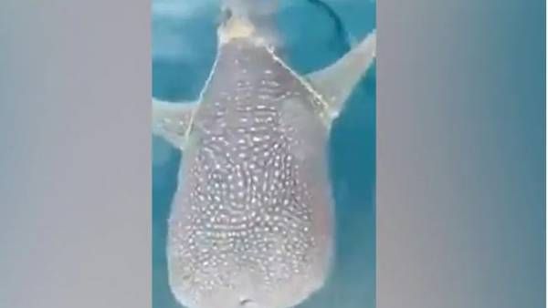 Viral Video: వావ్, తిమింగళానికి మత్స్యకారుల సాయం, వలలో చిక్కుకుంటే