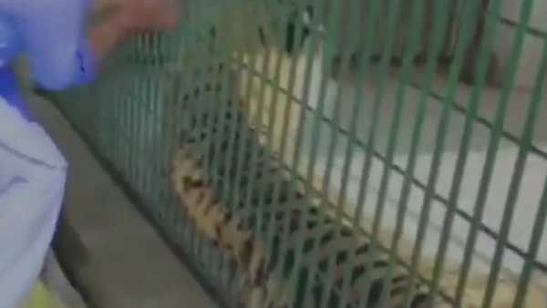 Viral video: పులితో ఆటలా.. కోరికిపడేసింది.. వైరల్ గా మారిన వీడియో..