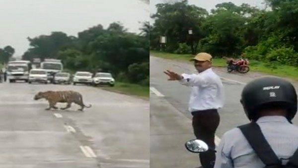 Viral video: అక్కడ పులికి మాత్రమే గ్రీన్ సిగ్నల్; దర్జాగా రోడ్డు దాటి ఆపై..