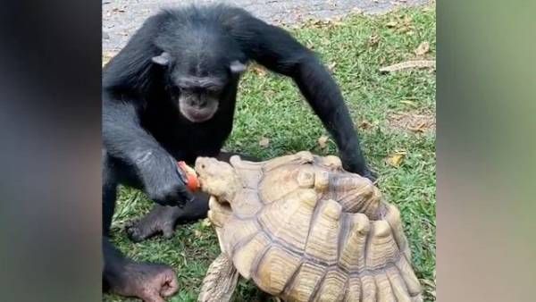 viral video:వావ్.. తాబేలుతో చింపాంజీ స్నేహం, యాపిల్ పండు షేర్, వైరల్