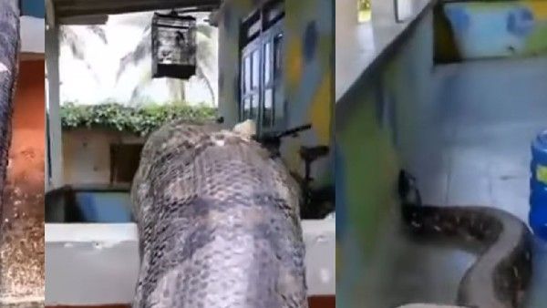 Viral Video: వామ్మో.. ఇంత పెద్ద కొండ చిలువనా.. వైరల్ అవుతున్న వీడియో..