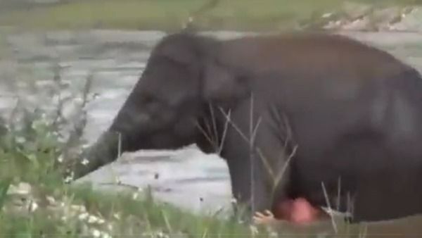 viral video:వావ్.. పిల్ల ఏనుగు సాహసం, నదీలో కొట్టుకుపోతుండగా కాపాడి.. నెటిజన్ల ప్రశంసలు