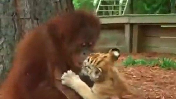 Viral video:వావ్.. పులి పిల్లలకు పాలు తాపిస్తోన్న కోతి, వైరల్