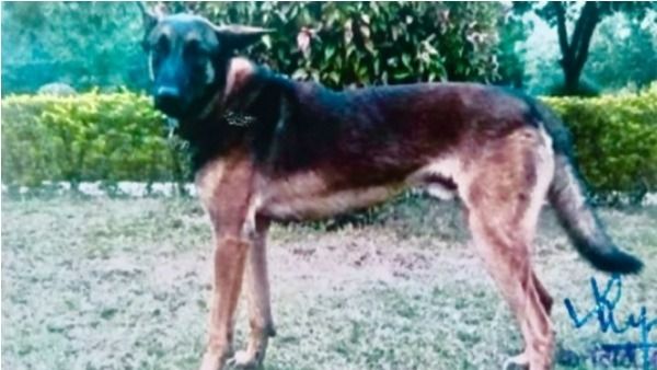 ఆర్మీ డాగ్‌కు అరుదైన గౌరవం: ఉగ్రవాదిని పట్టించి, కాల్పుల్లో మరణించిన ‘ఆక్సెల్’కు ‘శౌర్య’