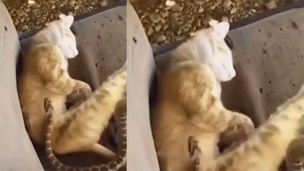 Viral Video: పిల్లికి చుక్కలు చూపించిన పాము.. వీడియో వైరల్..