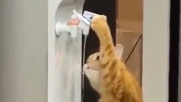 viral video:వావ్.. ఏం తెలివి పిల్లి, వాటర్ కూలర్ ఆన్ చేసి మరీ నీరు తాగుతూ.. వైరల్