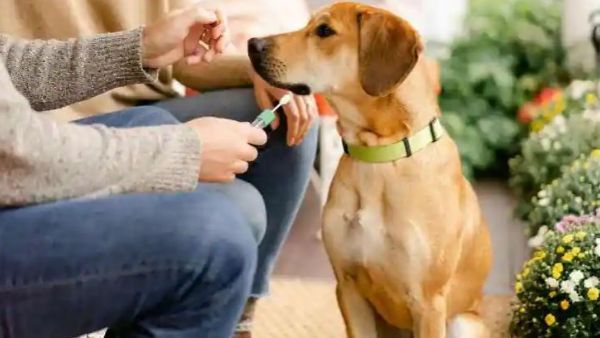 Monkeypox:మనిషి నుంచి కుక్కకు సోకిన వ్యాధి.. వెలుగులోకి ఫస్ట్ కేసు..బీ కేర్‌ఫుల్..!!