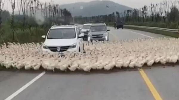 Viral Video:కారును చుట్టుముట్టిన బాతులు, స్ట్రక్.. వైరల్